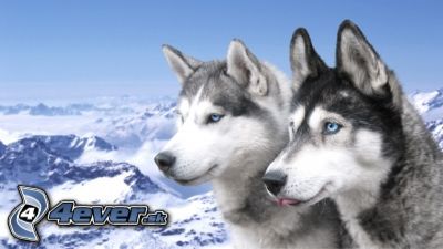 [obrazky.4ever.sk] pes, vlk, husky 1554363.jpg